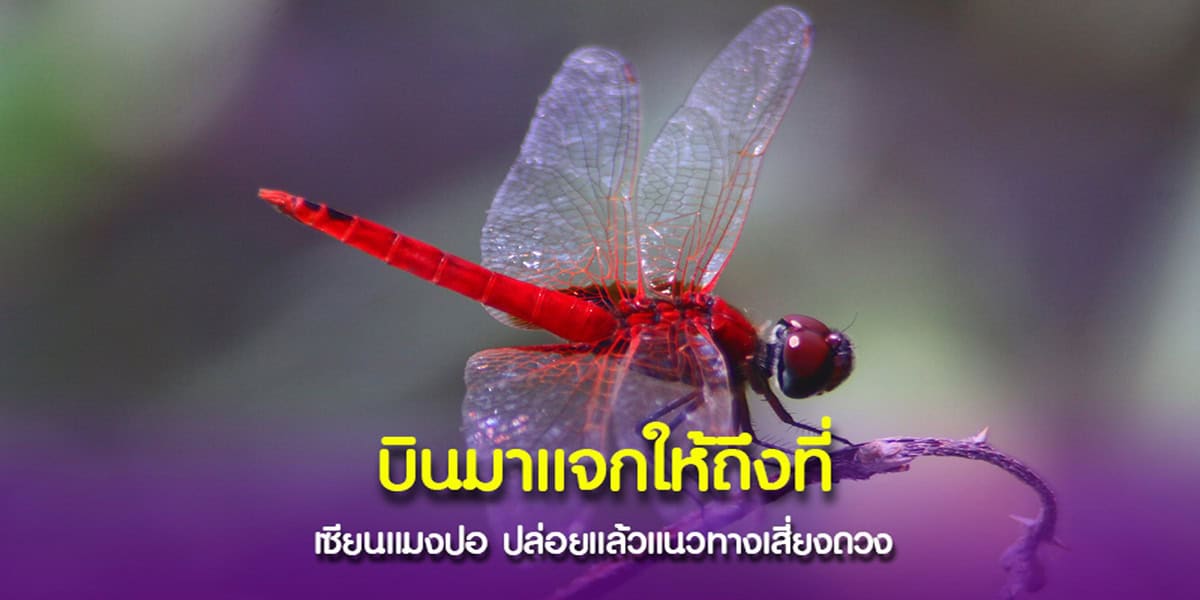 เลข สำนักกูรู แมงปอ
