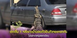 แตกตื่น หลังชาวบ้านเจอตัวเงินตัวทองกอดกัน